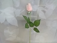 Роза белая в бутоне, 48 см.