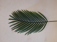 Ветка пальмы 87 см, цвет - зелёный.