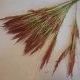Трава декоративная "пшеница" 80 см, цена за 12 штук. с красными кончиками.