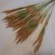 Трава декоративная "пшеница" 80 см, цена за 12 штук. с коричневыми кончиками.
