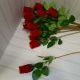 Роза одиночная бархатная, 55 см, цена за 1 штуку. Выписывать кратно 20 штукам.