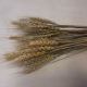 Пшеница стабилизированная, h - 60 см, в пучке примерно 50 штук.  тёмная.