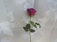 Роза полураскрытая, 47 см, D=5*6 см.