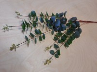 Куст Эвкалипта, 106 см, цвет - зелёно-голубой.