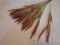 Трава декоративная "пшеница" 80 см, цена за 12 штук. с красными кончиками.