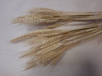 Пшеница стабилизированная, h - 60 см, в пучке примерно 50 штук.  светлая.