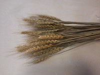 Пшеница стабилизированная, h - 60 см, в пучке примерно 50 штук.  тёмная.