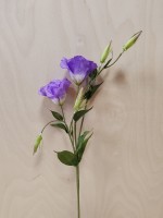 Ветка эустомы сиреневая, 76 см.