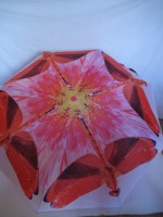 Зонт женский "Стрекозы, бабочки" полуавтомат, 8 спиц